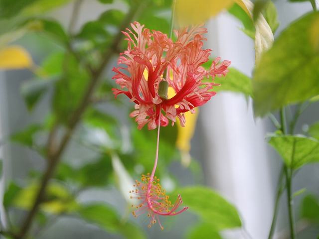 風鈴仏桑華 フウリンブッソウゲ 花の仲間調べ