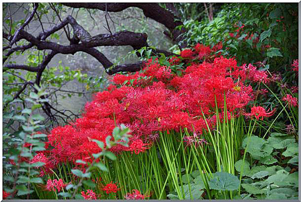 三渓園の彼岸花・芙蓉咲く庭（ＮＯⅢ）_d0123528_1154636.jpg