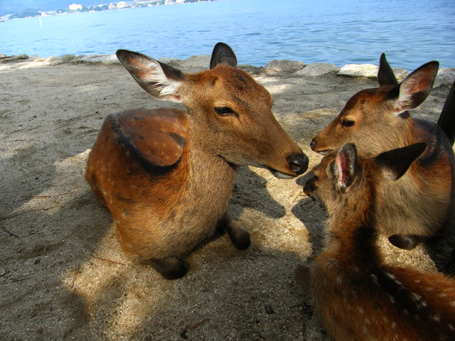 【　厳島神社　-　宮島　２日目】_b0023844_11143474.jpg