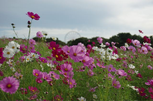 紅葉する草コキア_e0144545_21585889.jpg