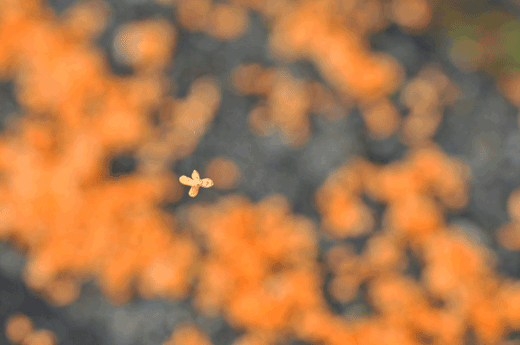 c0093046_0413060.gif