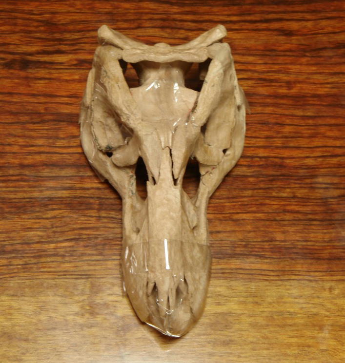 Tyrannosaurus head 14_e0064457_21428.jpg