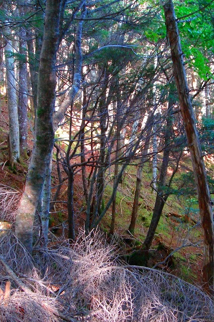 c0119160_7251474.jpg