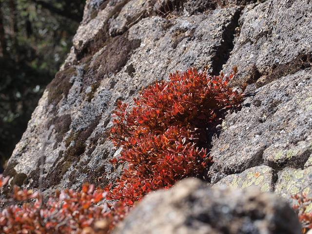 甲武信ヶ岳・破風山・雁坂嶺_d0025568_1842489.jpg