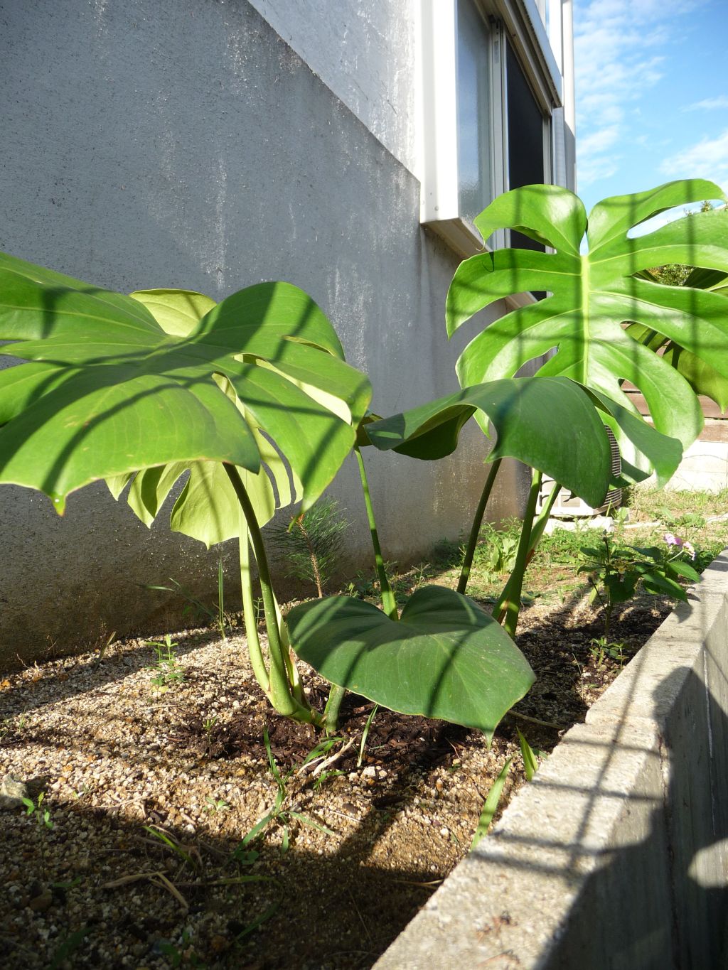 驚くばかりモンステラ 地 植え すべての美しい花の画像