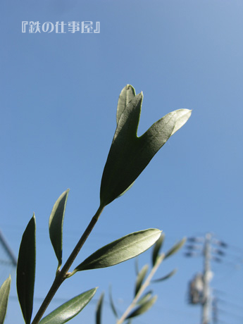e0065906_2043914.jpg