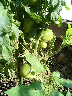 e0020210_21281047.jpg