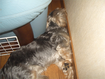 c0143711_14534369.gif