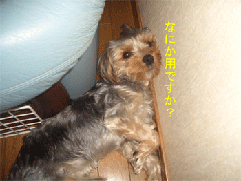 c0143711_1455844.gif
