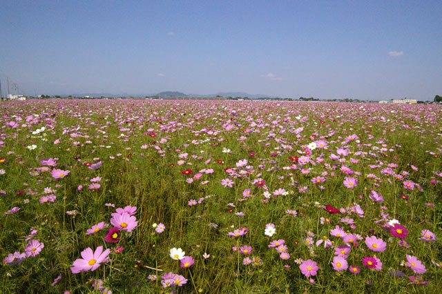 コスモス畑 群馬県板倉町 日々の出来事や感想などを記したもの