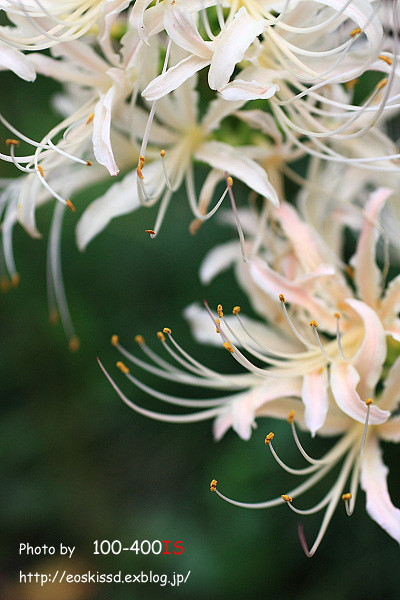 《花》　彼岸花3（白）　50mmマクロ　（興弾院）_c0080036_23401020.jpg