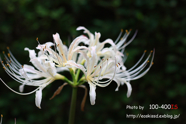 《花》　彼岸花3（白）　50mmマクロ　（興弾院）_c0080036_2343686.jpg