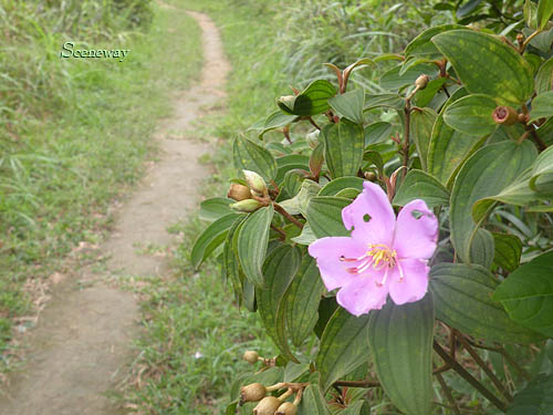 香港・林村郊野公園大刀屶566mを行く(2)　初挑戦でのハプニング_b0075737_11354157.jpg