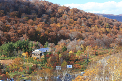 ヒナタの紅葉シーズンイン！_b0031538_23361663.jpg