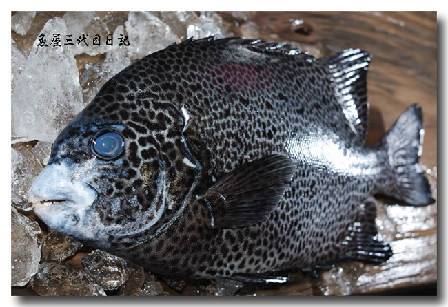 石垣鯛 イシガキダイ 老成魚は クチジロ と呼ばれます 魚屋三代目日記