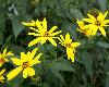 f0031546_19342633.gif