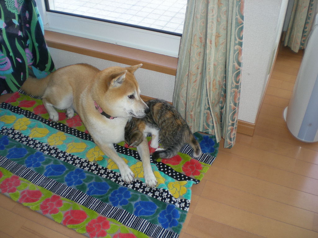 2008年10月13日(月)愛ちゃんが心ちゃんを妹として認めた!_f0060461_15473944.jpg