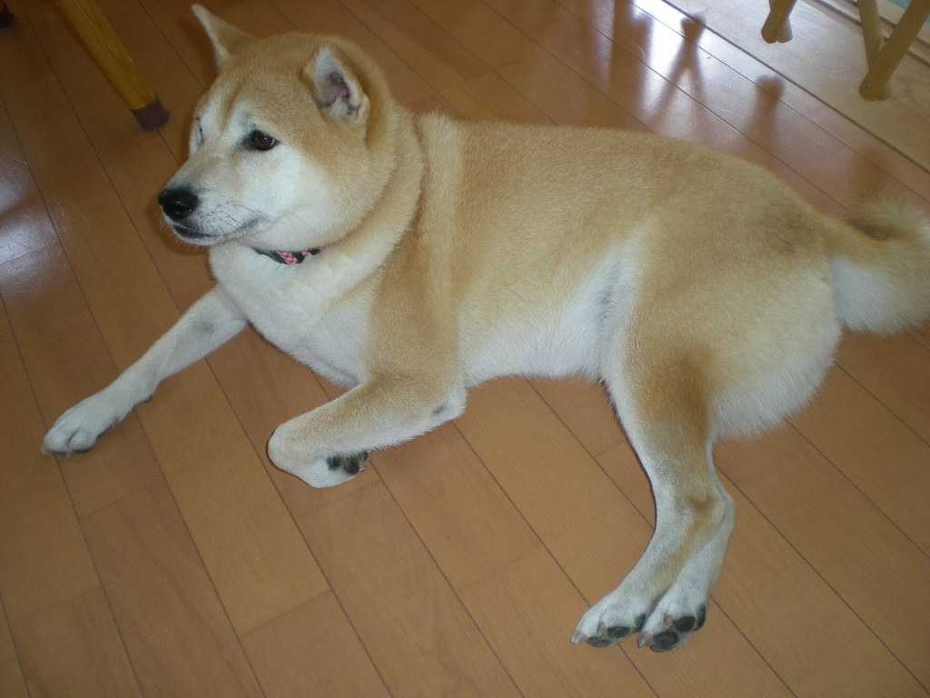 2008年10月13日(月)愛ちゃんが心ちゃんを妹として認めた!_f0060461_15511773.jpg