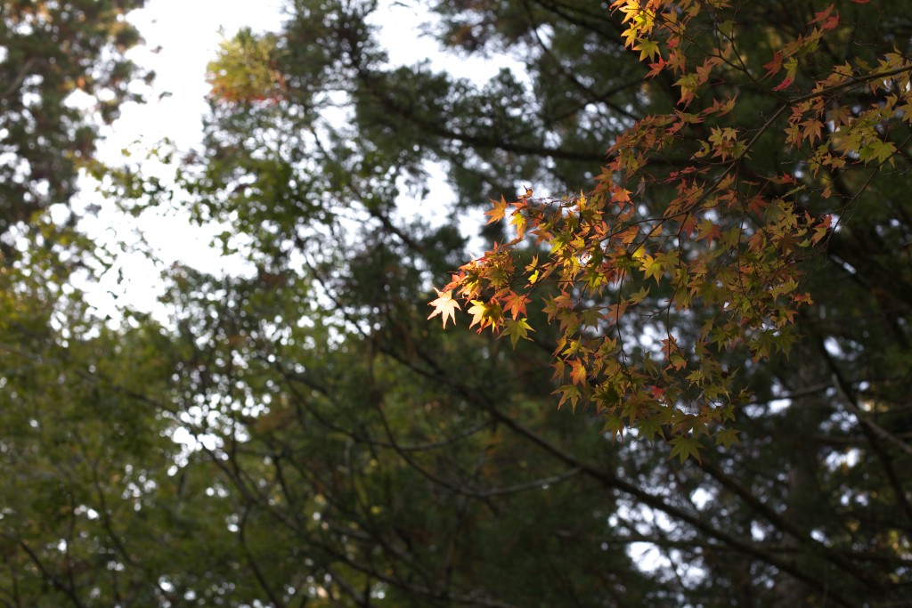 c0108863_21585949.jpg