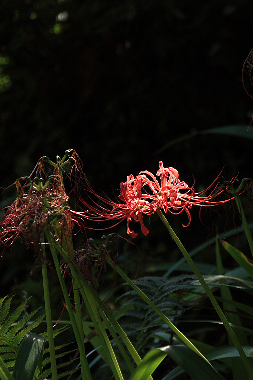 植物の表情にも秋の訪れが_f0129465_9234653.jpg