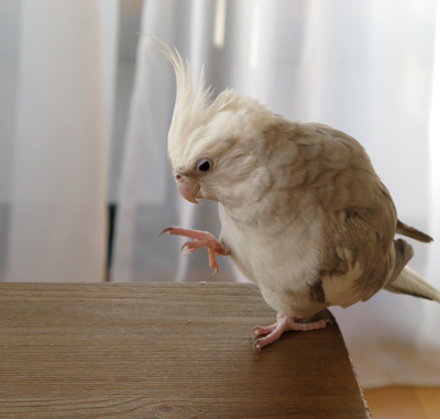 足が短い コザクラとオカメの写真生活 足が短い コザクラとオカメの写真生活