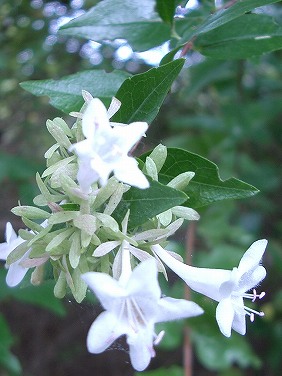 ハナゾノツクバネウツギ(花園衝羽根空木)_c0085874_1429168.jpg