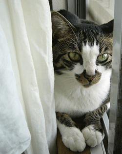 a0007078_14132374.gif