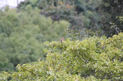 タムロン２８－３００ｍｍ　ＶＣ・・・Ｍ公園散歩_d0050693_2153891.jpg