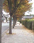 ●晩秋の徒歩徒歩道_d0053294_0184853.jpg