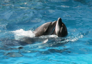 a0093509_842893.jpg