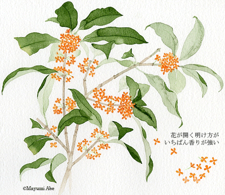 金木犀と雨 庭 千草 金木犀と雨 庭 千草