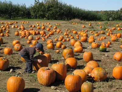 Apple & Pumpkin Picking_f0151222_10304711.jpg