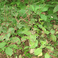 d0033734_16145367.gif