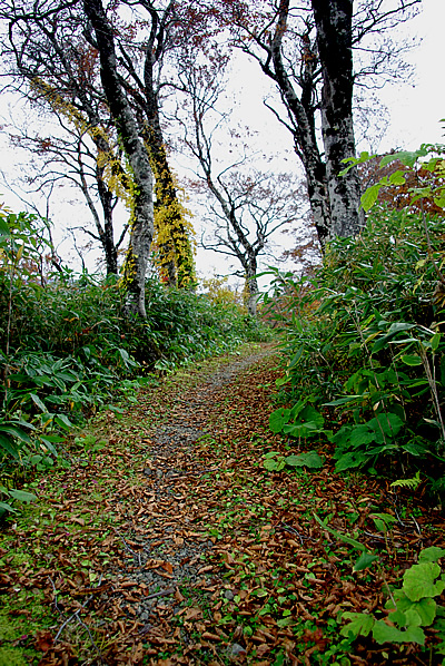 紅葉情報　須川湖＋大湯温泉付近_c0176838_23461715.jpg