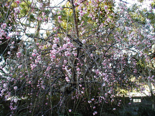 c0127439_11302329.jpg