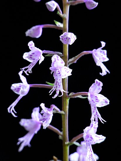 Stenoglotis longifolia_b0135345_1428286.jpg