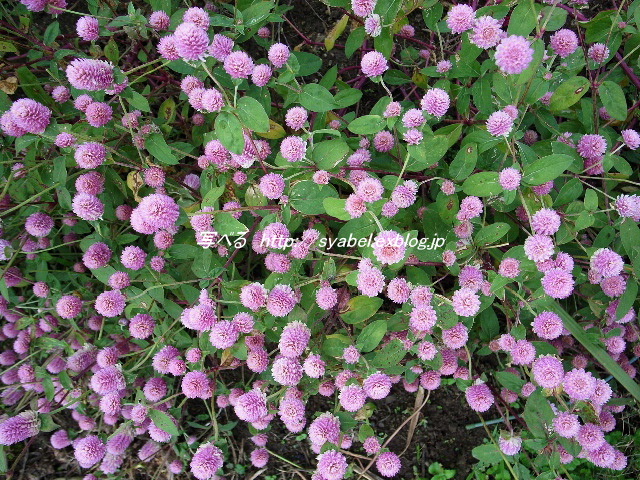 ピンク 花 秋の花 埼玉県 上里町 写べる