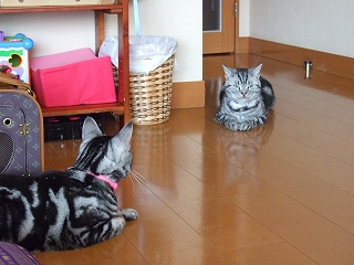 子猫たちとの再会_a0058978_12353565.jpg