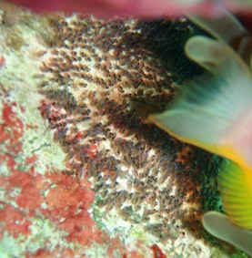 ラチャヤイ島で、ナイスダ~イブ!_f0144385_19181655.jpg