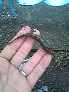 f0191888_114279.jpg