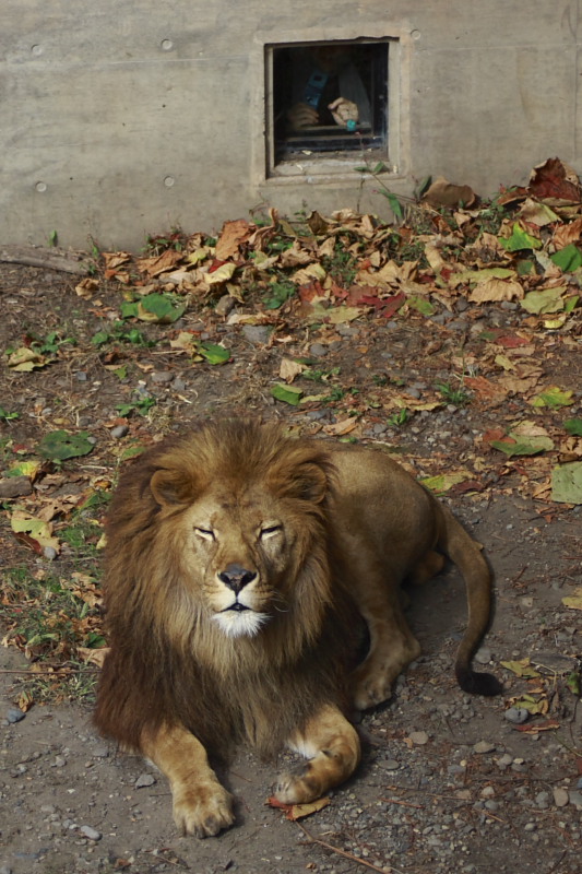 北海道（2008.09.24-28）　Part11　旭山動物園-2_d0147393_623156.jpg