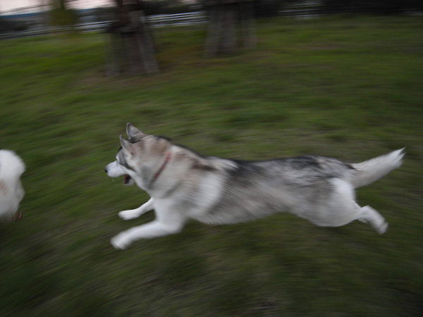 Running with \"Ran\" by GX100_c0049299_4541417.jpg