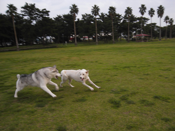 Running with \"Ran\" by GX100_c0049299_4543090.jpg
