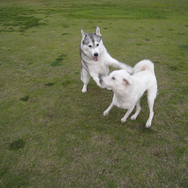 Running with \"Ran\" by GX100_c0049299_4544353.jpg