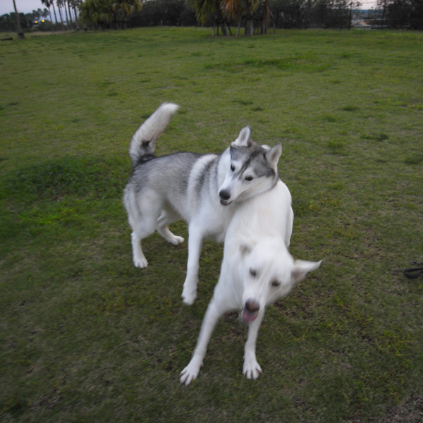 Running with \"Ran\" by GX100_c0049299_4545670.jpg