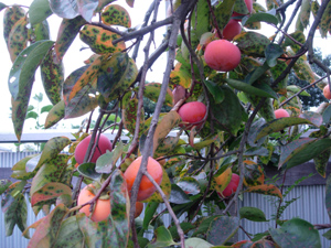 c0148401_918226.jpg