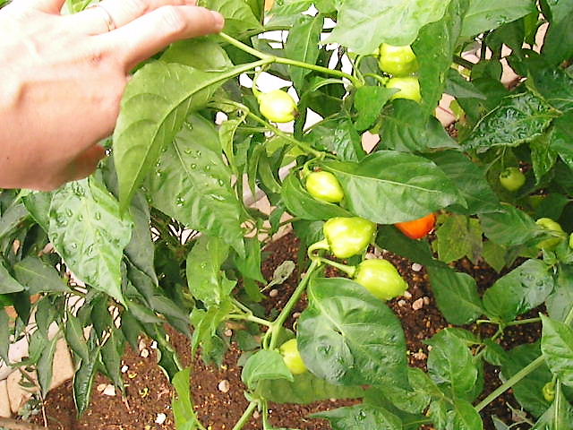 f0038407_10243672.jpg