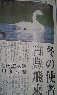 安曇野携帯発：安曇野初冬？白鳥飛来。_c0047814_7275139.jpg