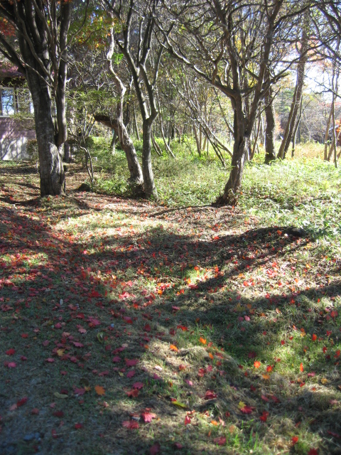 b0093515_736992.jpg