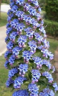 エキウム カンディカンス Echium Candicans メルボルンらいふ エキウム カンディカンス Echium Candicans メルボルンらいふ
